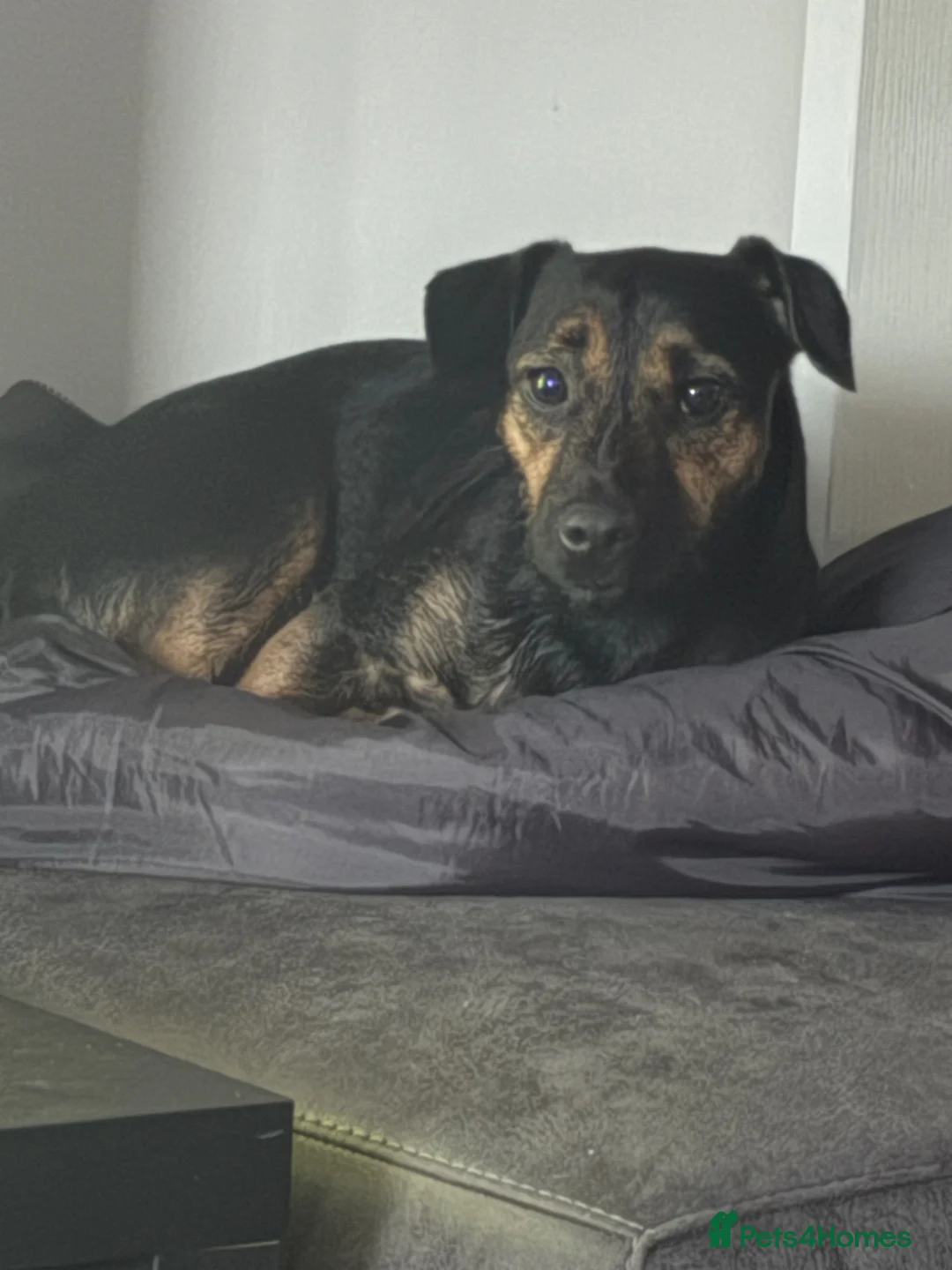 Mixed Breed dogs for sale: Patterdale X - Advert 2