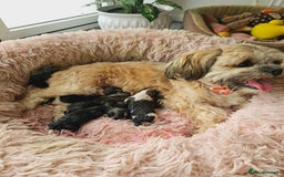 Lhasa Apso dogs for sale: Beauitiful Pure Breed Lhasa Apso - Image 14