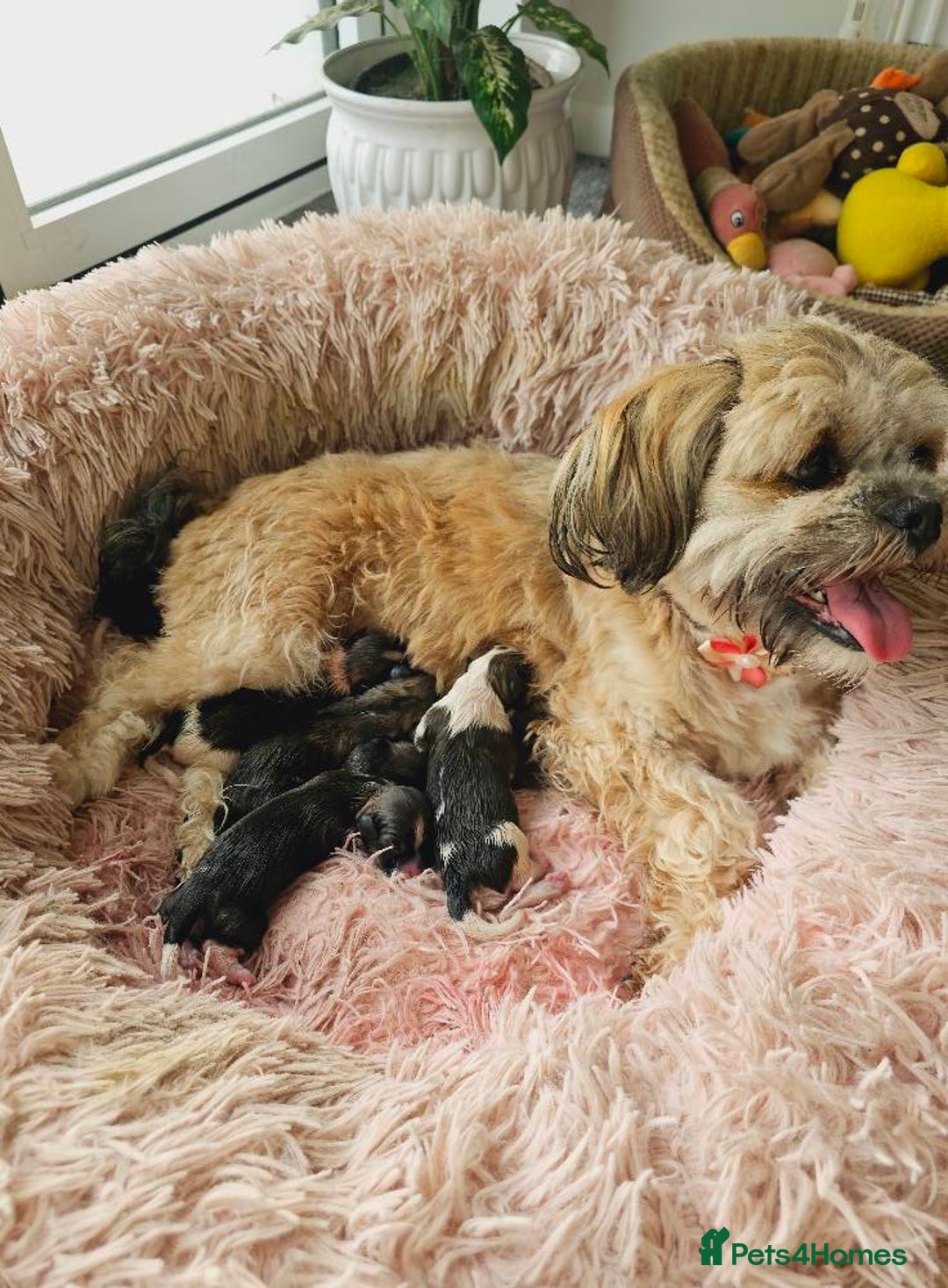 Lhasa Apso dogs for sale: Beauitiful Pure Breed Lhasa Apso - Image 14