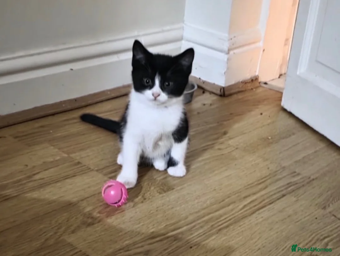 Domestic Shorthair cats for sale: tuxedo loving girl looking for a new home  - Advert 8