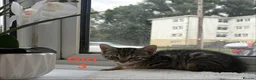 Mixed Breed cats for sale: Kittens looking for a lovely family  - Advert 11