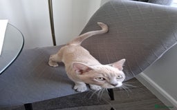 Burmese cats for sale: Registered burmese kittens available.  - Image 9