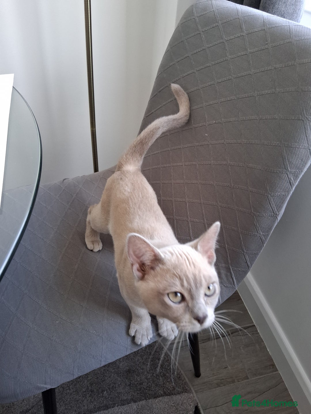 Burmese cats for sale: Registered burmese kittens available.  - Image 9