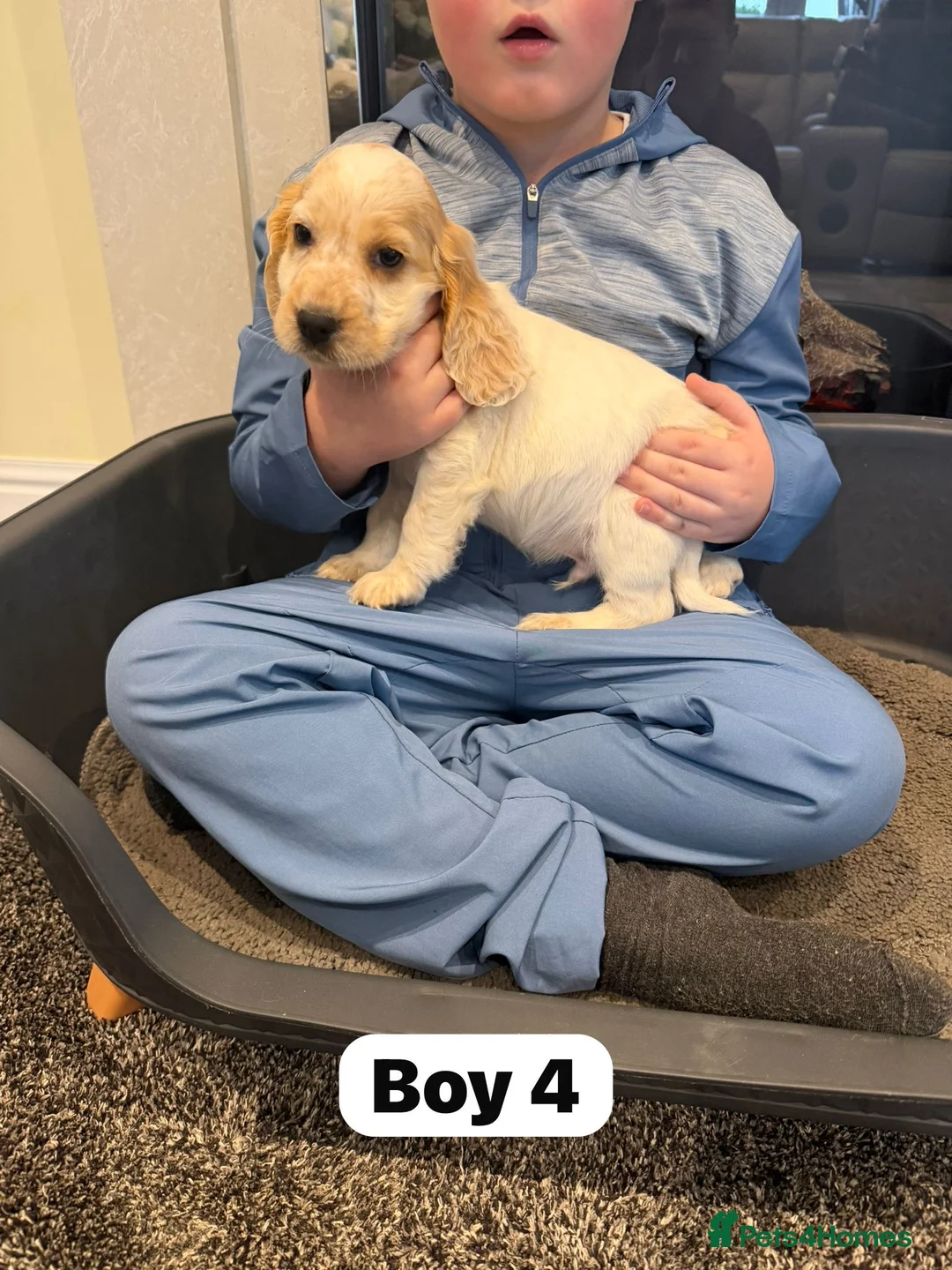 Cocker Spaniel dogs for sale: Beautiful adorable show type cocker spaniels - Advert 34