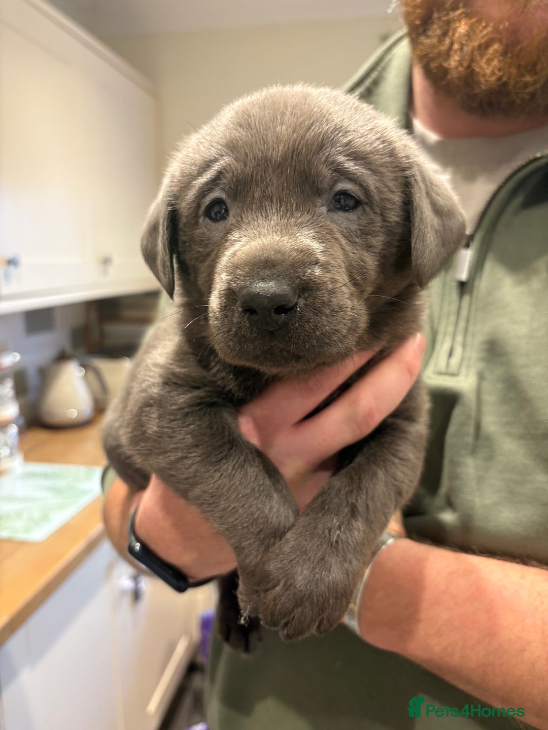 Labrador Retriever dogs for sale: Charcoal/silver Labrador puppies  - Advert 16