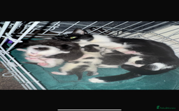 Domestic Shorthair cats for sale: 2 girl kittens - Image 5