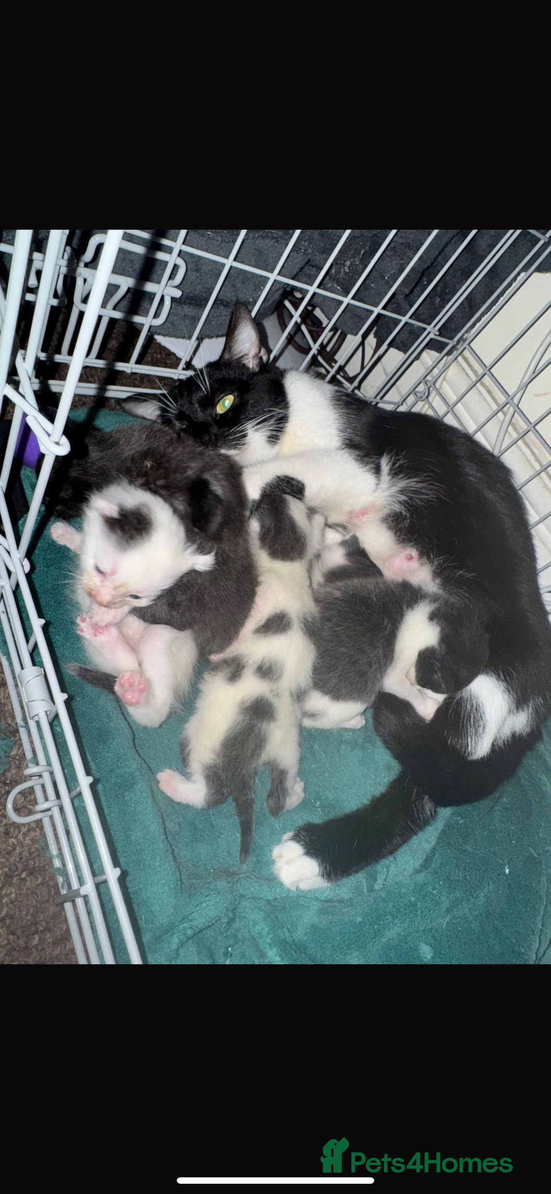 Domestic Shorthair cats for sale: 2 girl kittens - Image 5
