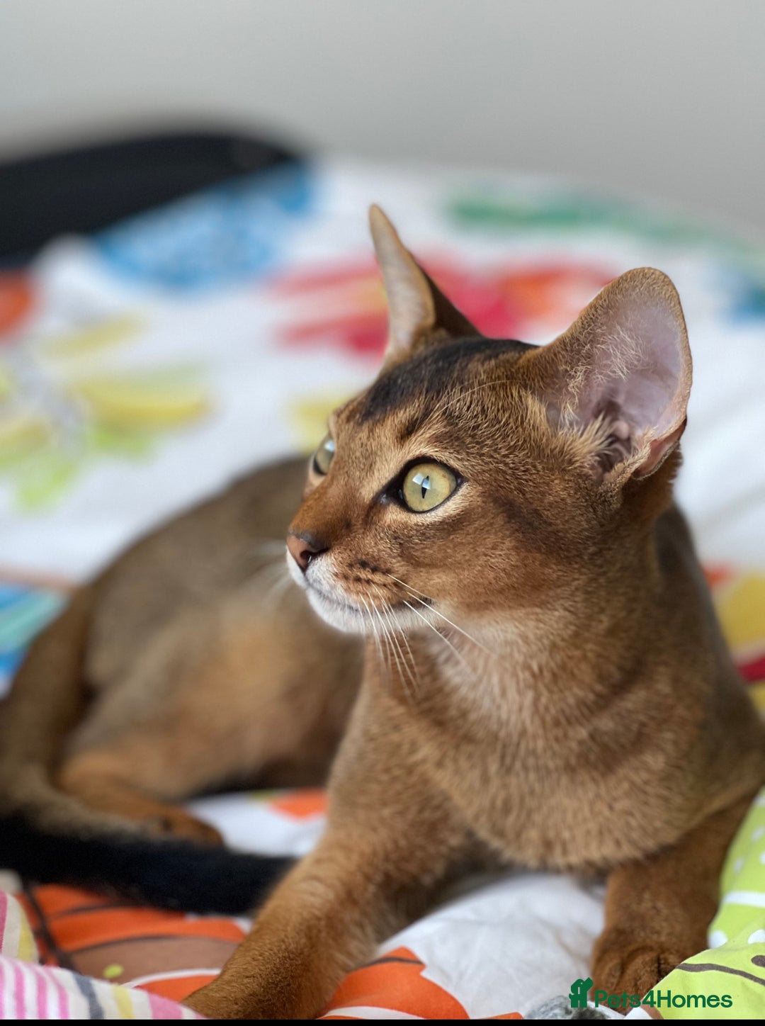 Abyssinian cats for stud: Champion line Aby boy for stud in Romford - Image 16
