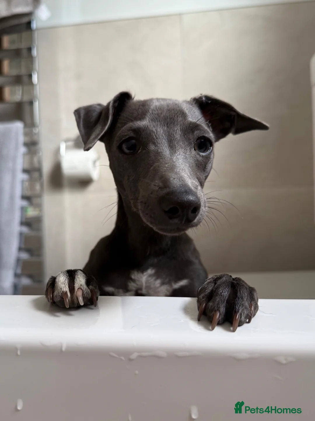 Italian Greyhound dogs for sale: Beautiful, affectionate Italian Greyhound in Wetherby - Advert 14