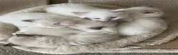 Ragdoll cats for sale: 3 LEFT!!! TICA REGISTERED RAGDOLL KITTENS  - Advert 19