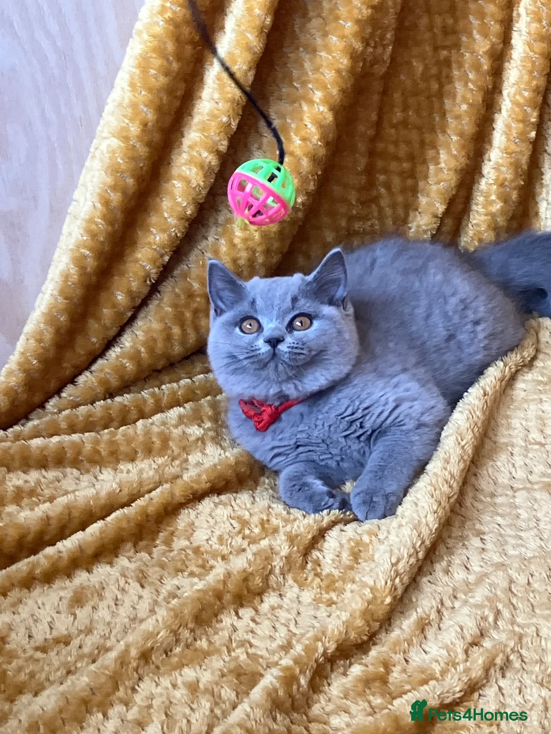 British Shorthair cats for sale: GCCF🏆ChampionBloodline 5GENpedigree BSHblue/lilac - Advert 2