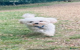 Toy Poodle dogs for stud: Asian Toy Poodle  - Image 3