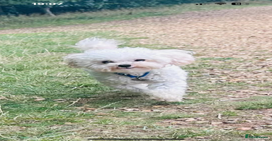Toy Poodle dogs - Advert 13