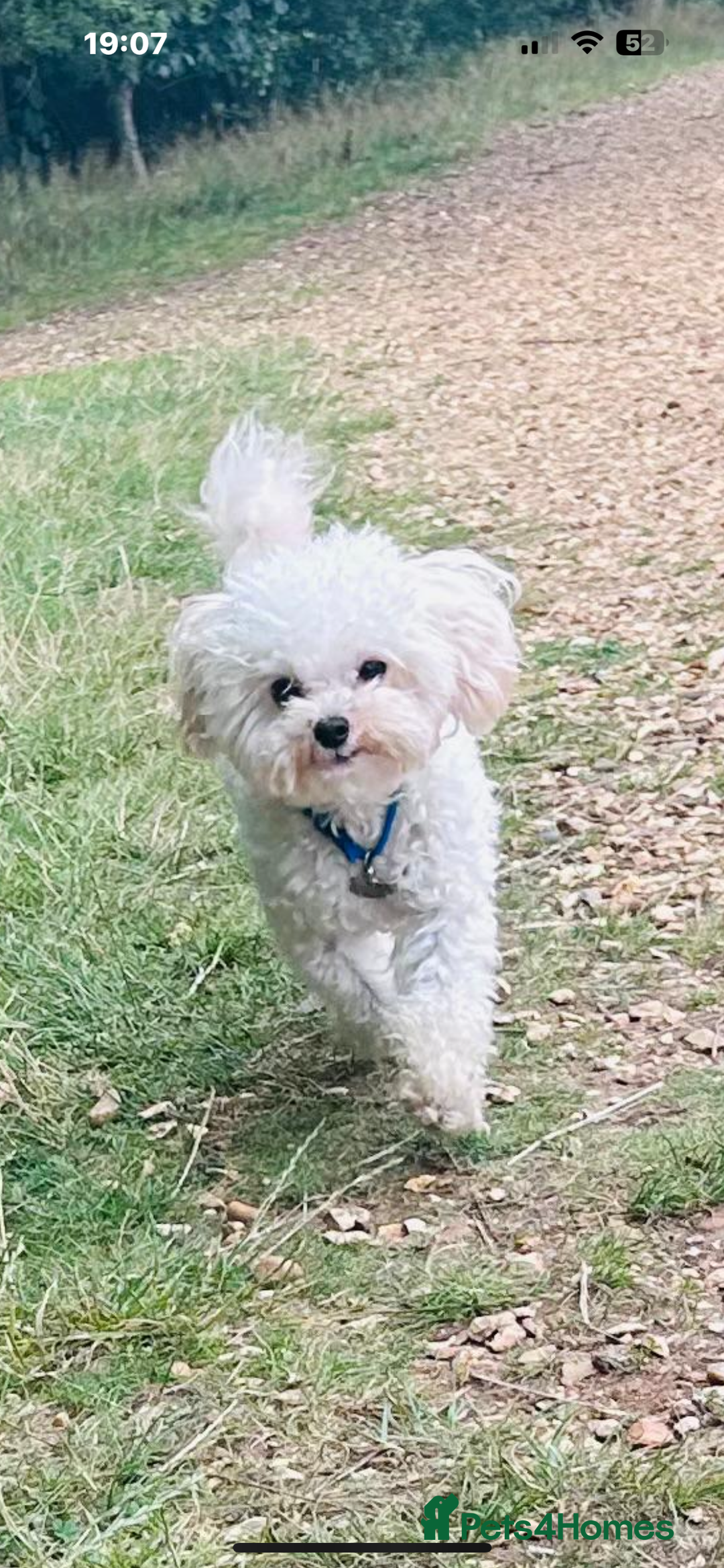 Toy Poodle dogs for stud: Asian Toy Poodle  - Image 3