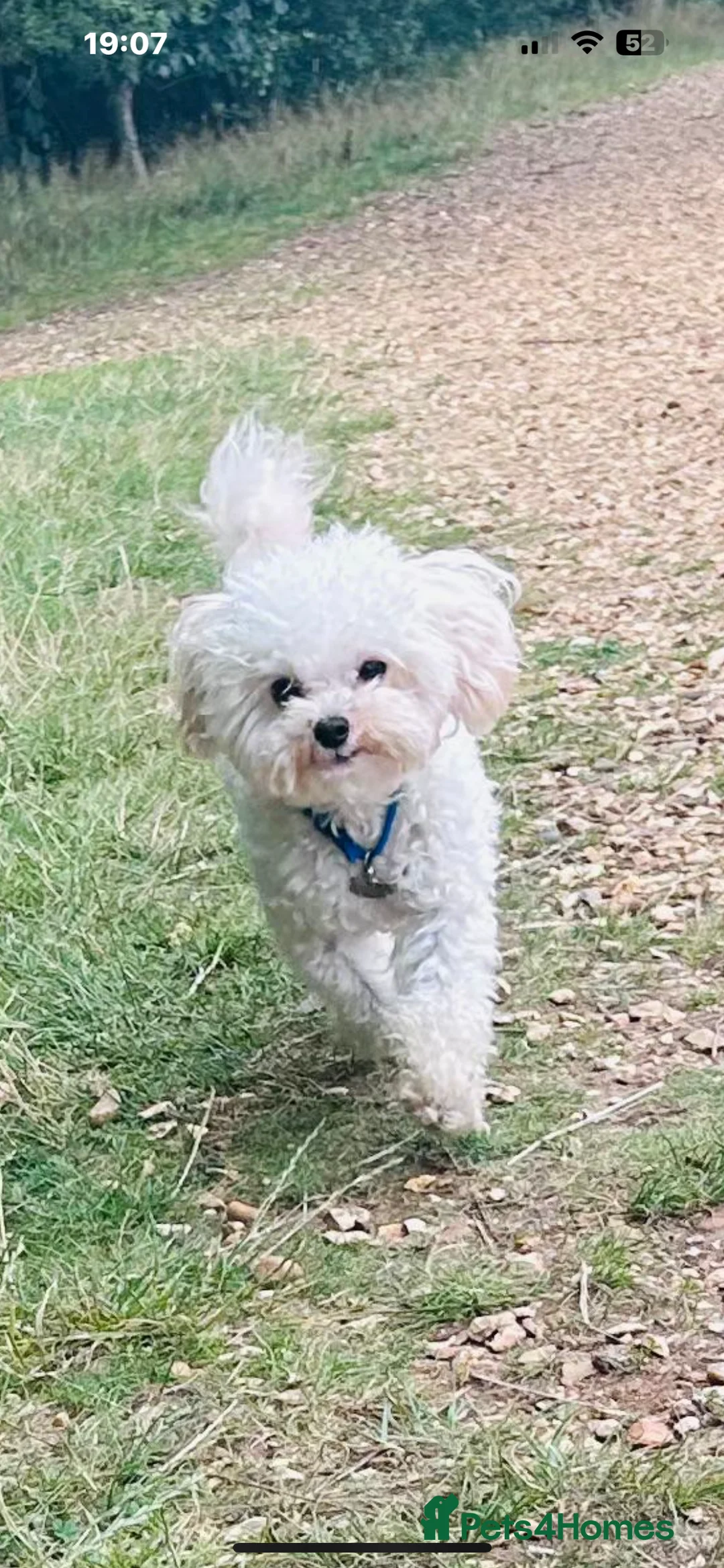 Toy Poodle dogs for stud: Asian Toy Poodle  - Advert 3