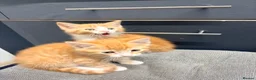 Maine Coon cats for sale: Mainecoon cross kittens - Advert 15