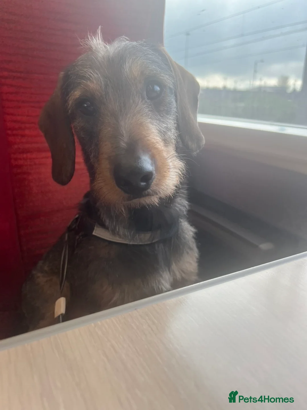 Airedale Terrier dogs for stud: Walter needs a mate! - Advert 1