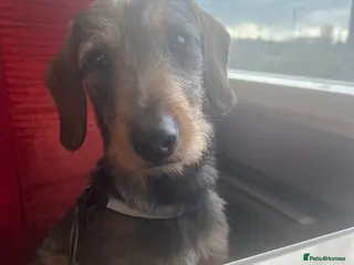 Airedale Terrier dogs Walter needs a mate! - Advert 2