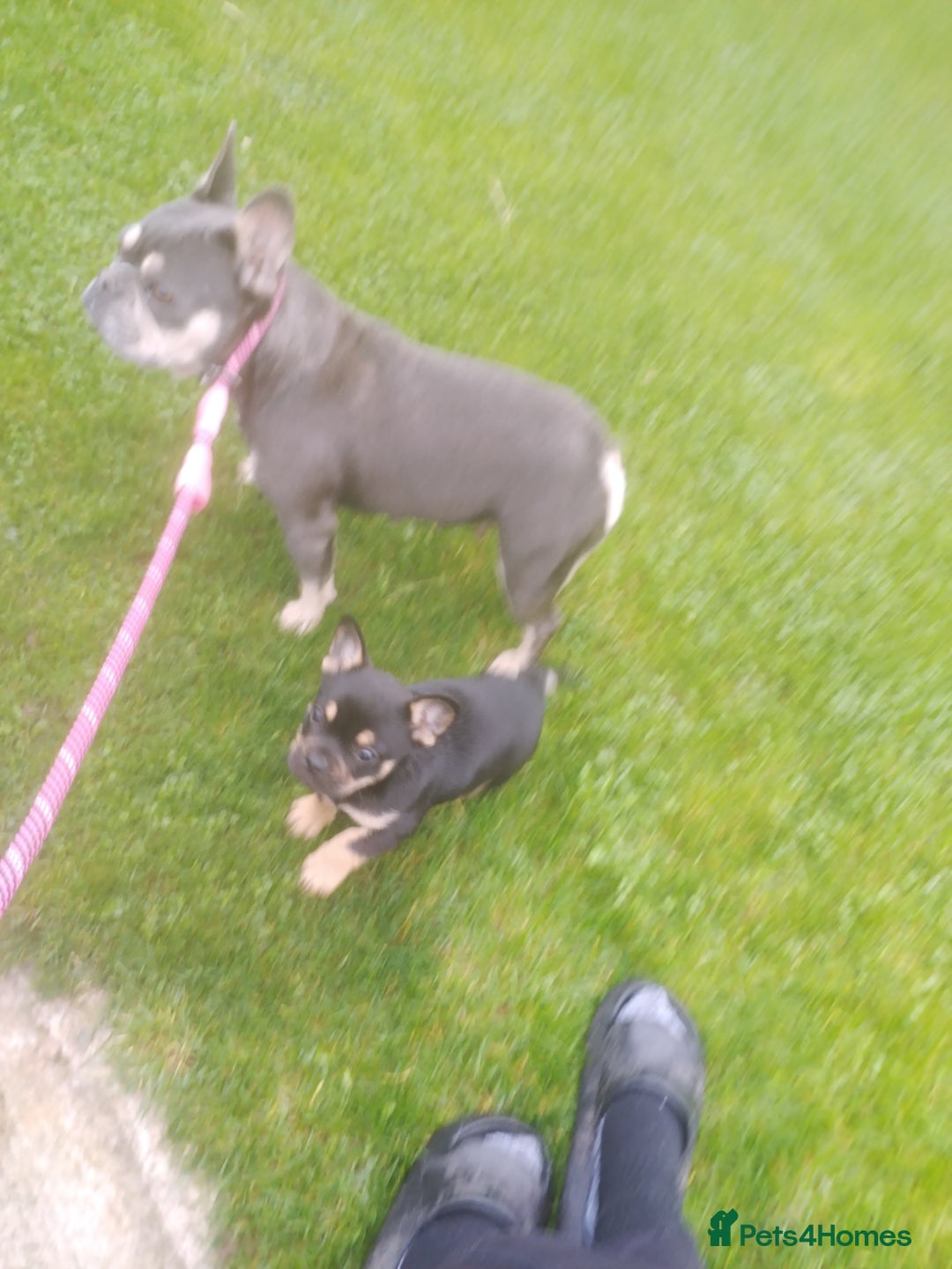 Mixed Breed dogs for sale: French bulldog x chihuahua  - Image 4