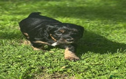 Cocker Spaniel dogs for sale: Stunning KC Registered Working Cocker spaniels. - Image 6
