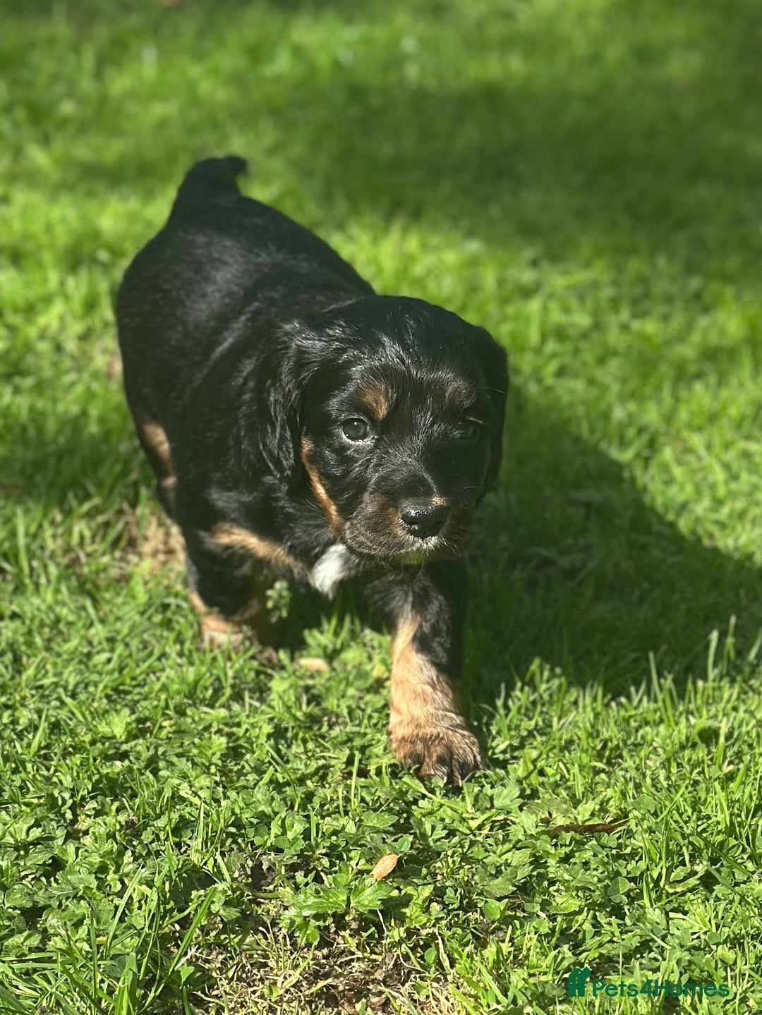 Cocker Spaniel dogs for sale: Stunning KC Registered Working Cocker spaniels. - Image 6