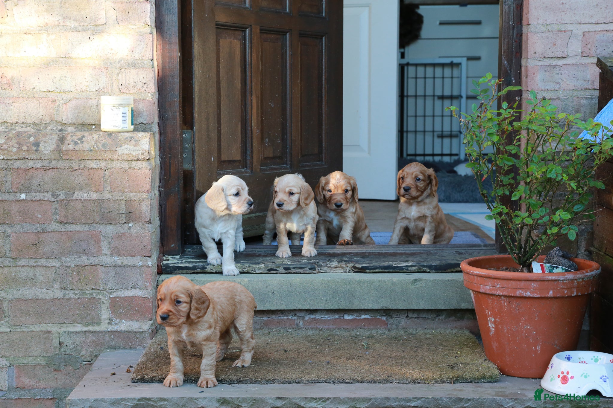 Cocker Spaniel dogs for sale: Gorgeous Working Cocker Spaniel Pups  - Advert 1