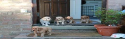 Cocker Spaniel dogs for sale: Gorgeous Working Cocker Spaniel Pups  - Advert 1