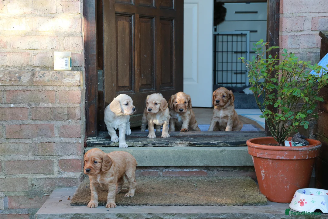 Cocker Spaniel dogs for sale: Gorgeous Working Cocker Spaniel Pups  - Advert 1
