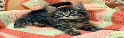 Mixed Breed cats for sale: 💖 MAINE COON X RAGDOLL *PARENTS HEALTH TESTED* 💖 - Advert 7