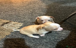 Chihuahua dogs for sale: Puppy  - Image 24