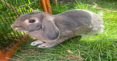 Dwarf Lop rabbits - Advert 1