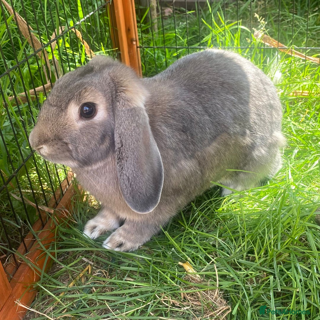 Dwarf Lop rabbits for sale: Castrated Male  - Image 2
