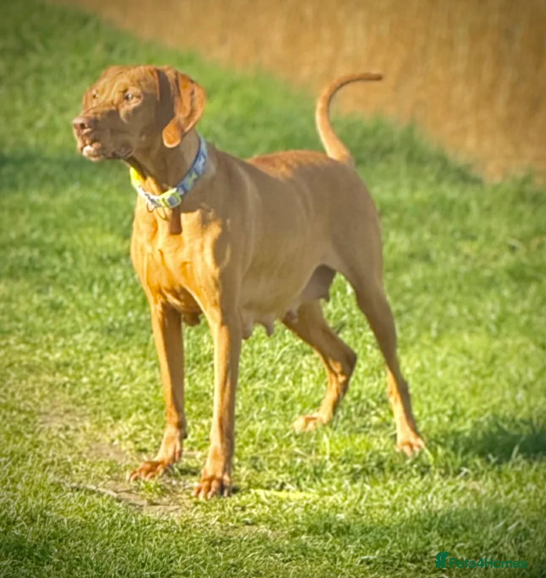 Hungarian Vizsla dogs for sale: Viszla Puppies 🐶  - Advert 12