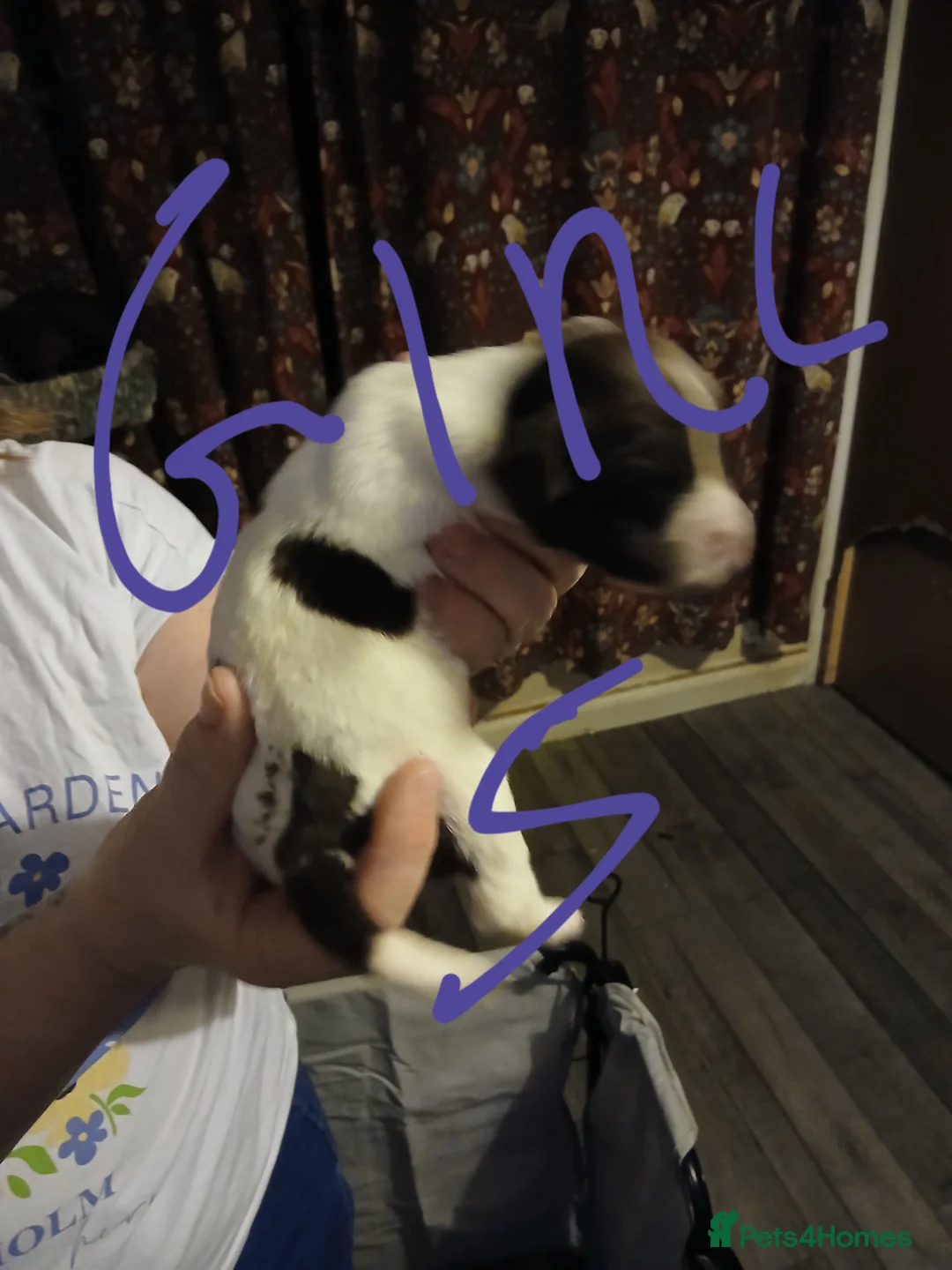 English Springer Spaniel dogs for sale: Springer spaniel  - Advert 5