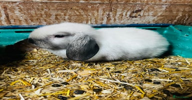 Mini Lop rabbits - Advert 5