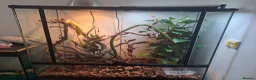 Chameleon reptiles for sale: Yemin chamelian - Advert 2