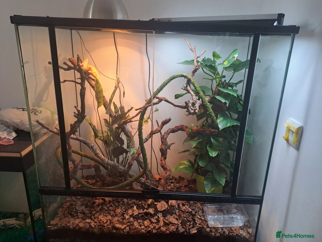 Chameleon reptiles for sale: Yemin chamelian - Advert 2