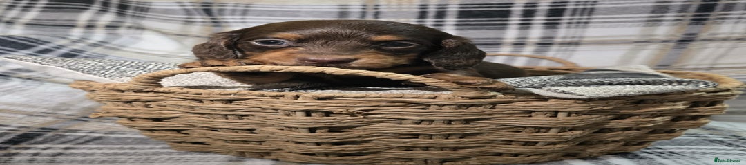 Miniature Dachshund Puppy 4