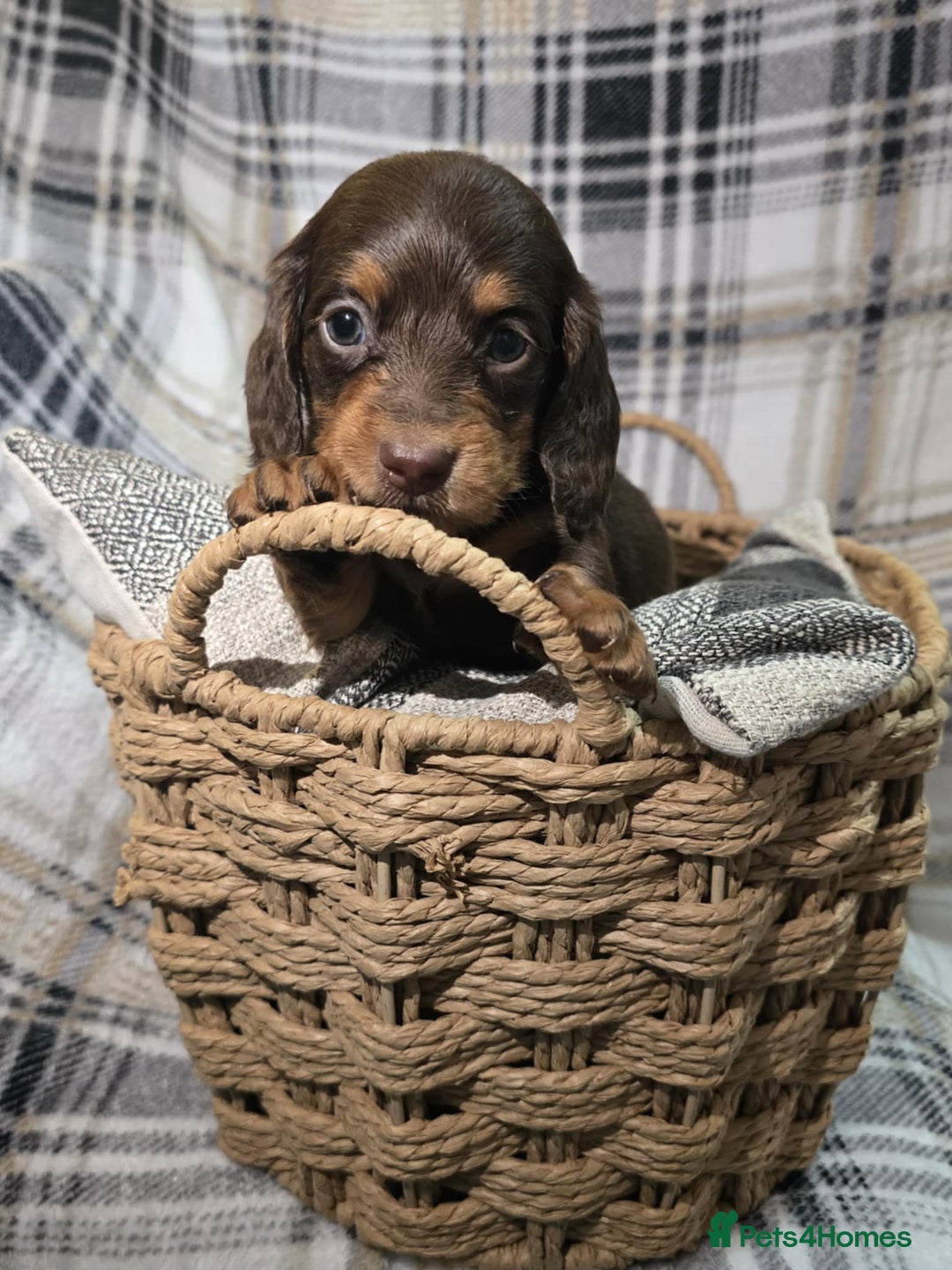 Miniature Dachshund dogs for sale: Longhair miniature Duchshund 🩵1boy 1girl left🩷 - Advert 38