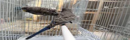 Budgerigars birds for sale: Bfbw, Bwbf, Rainbow hagoromo and other mutations  - Advert 14