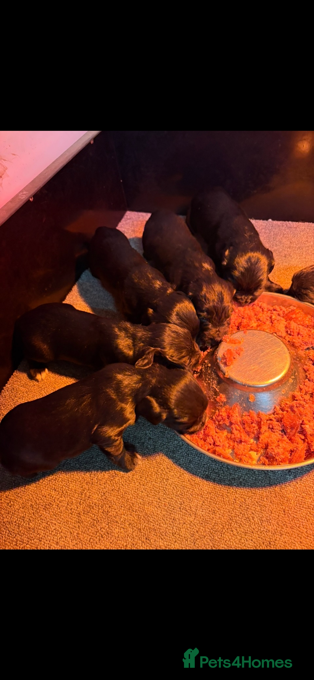 Cocker Spaniel dogs for sale: Kennel club registered cocker puppies - Advert 5