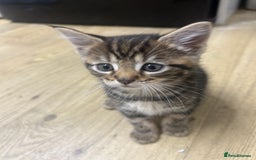 Mixed Breed cats for sale: Tabby cross Maine coon kittens   - Advert 7