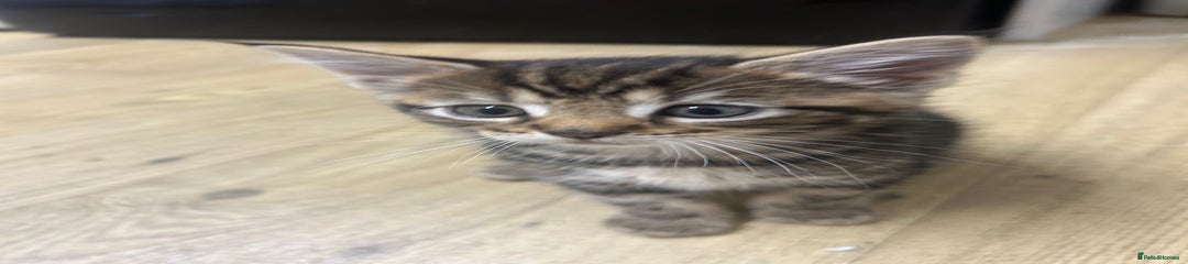 Mixed Breed Kitten 3