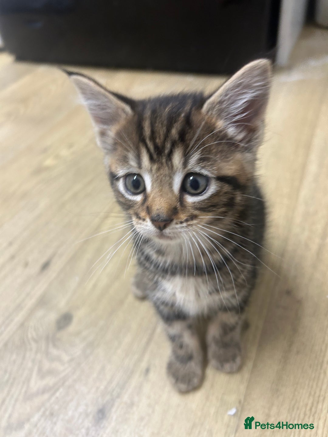 Mixed Breed cats for sale: Tabby cross Maine coon kittens   - Advert 7