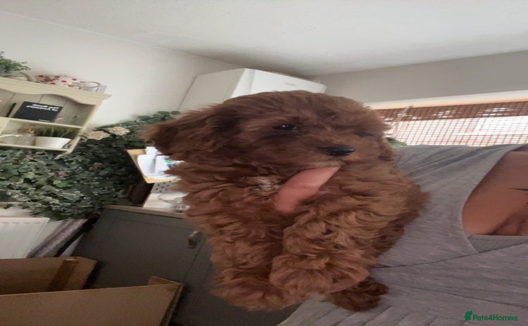 Cockapoo dogs - Advert 8