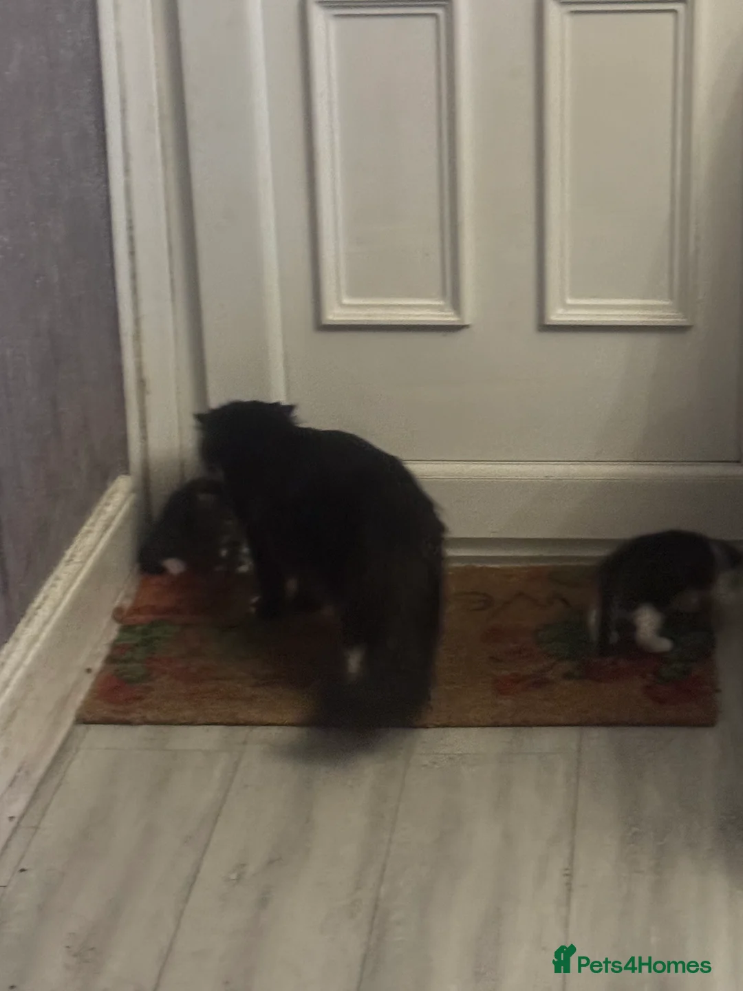 Mixed Breed cats for sale: Mixed Benegal Kittens  - Advert 9