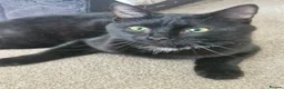 Domestic Shorthair cats for sale: A beautiful friendly Young Black Cat Young male - Advert 1