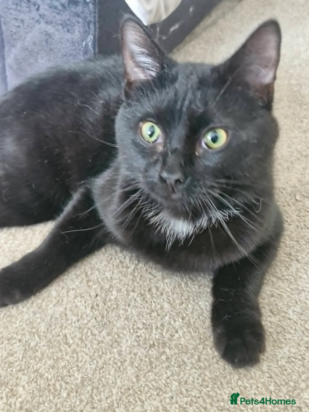 Domestic Shorthair cats for sale: A beautiful friendly Young Black Cat Young male - Advert 1