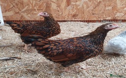 Chickens poultry for sale: Gold Laced & Blue Laced Wynadotte Bantam Hens - Image 1