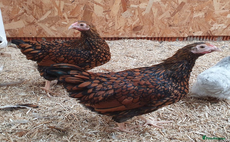 Chickens poultry - Advert 2